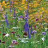 Lättplanterad blomsteräng