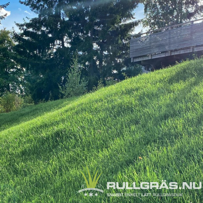 Rullgräs